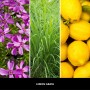 Uzupełniacz do lampy katalitycznej MILLEFIORI LEMON GRASS 500ml