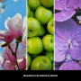 Wkład do zapachu samochodowego MILLEFIORI Milano ICON MAGNOLIA BLOSSOM WOOD